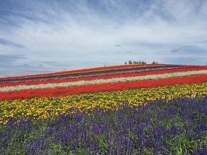 Hokkaido Biei landscape