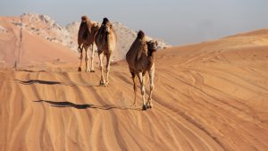 Camels in the desert, long the lifeline of the peoples of Arabia