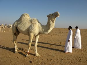 A view from Saudi Arabia, a land of desert and oil
