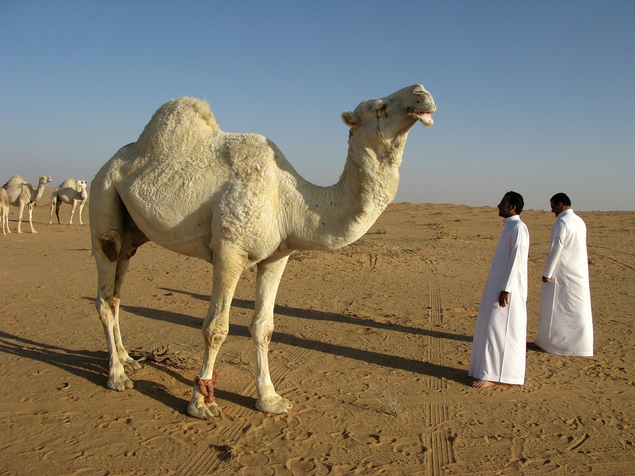 A view from Saudi Arabia, a land of desert and oil