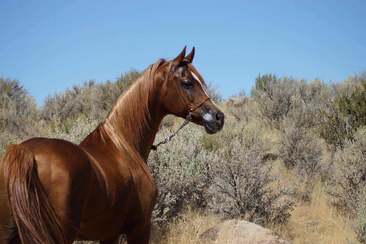 An Arabian horse, one of the proudest symbols of Arabian heritage