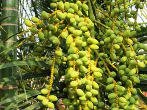Dates ripening on the palm, a staple of life in the Arabian oasis
