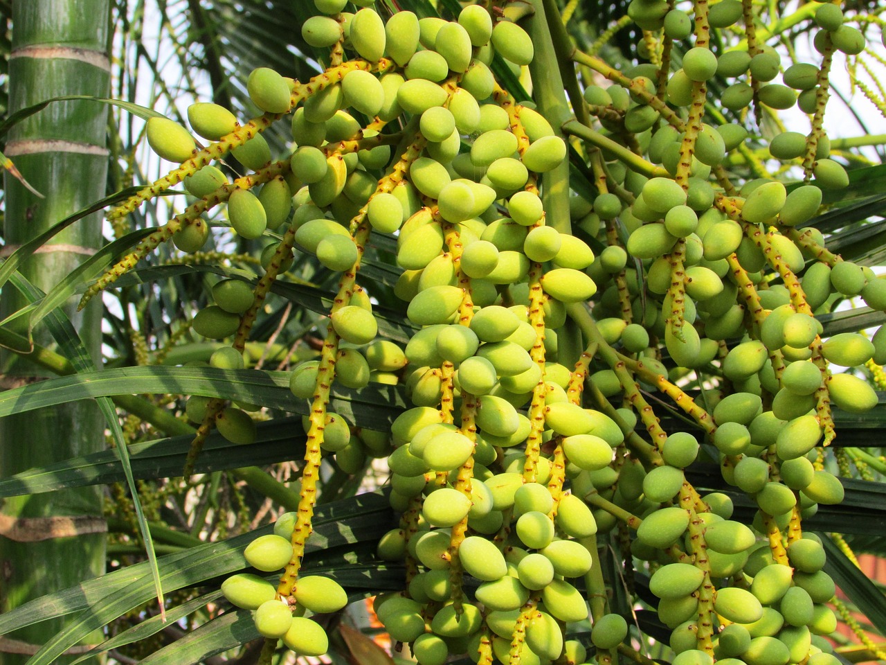 Dates ripening on the palm, a staple of life in the Arabian oasis
