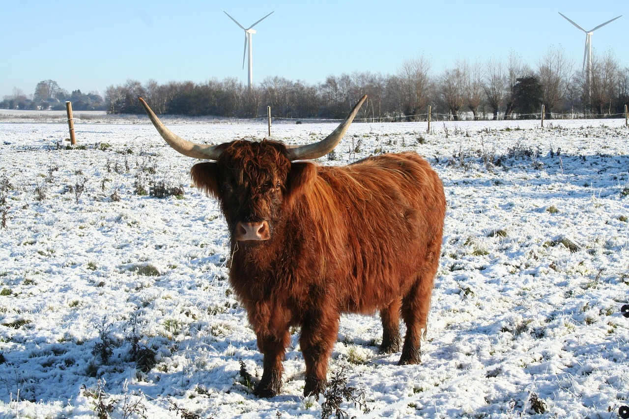 A Highland cow with its shaggy coat and long horns