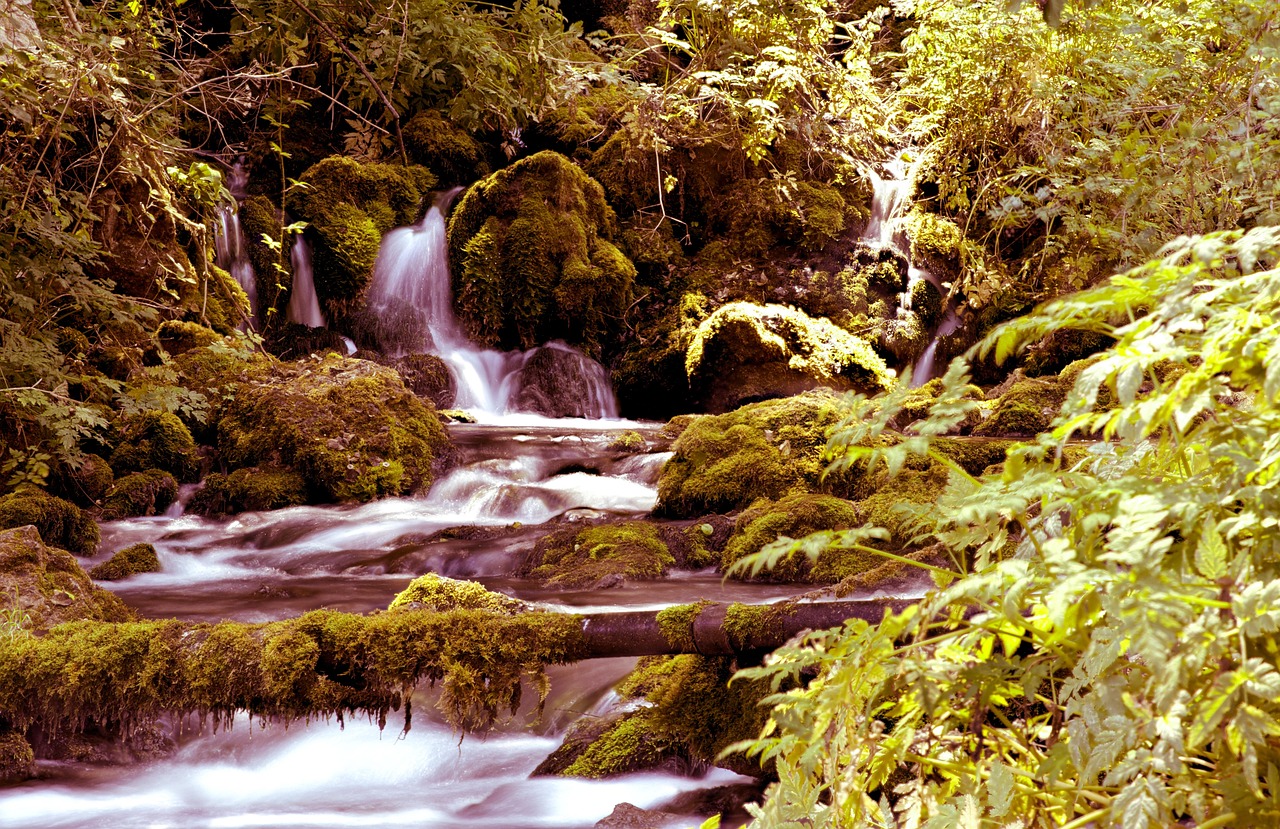 The forested gorges of Tara National Park in western Serbia