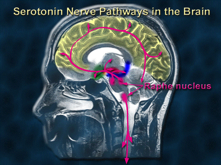 Serotonin nerve pathways in the brain