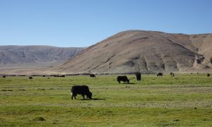Yaks grazing on a high Himalayan pasture