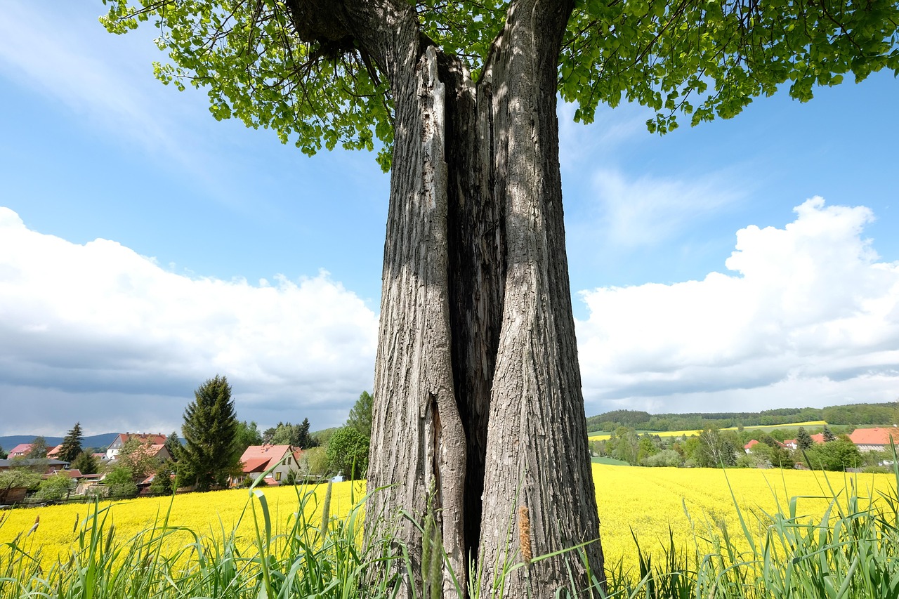 Autumn landscape in eastern Germany, the wider Lusatian homeland of the Sorbs