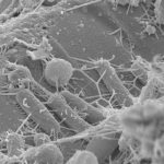 A microbe illustration