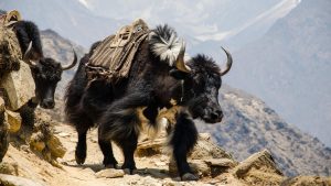 Nepali mountain landscape