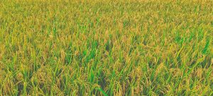Lush green paddy fields in the Tamil countryside