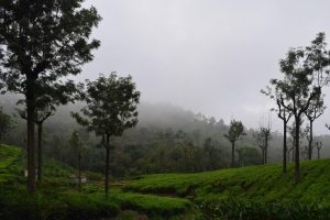 The green hills of Coonoor in the Nilgiri mountains of Tamil Nadu