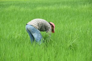Tharu farmer in the Terai of Nepal
