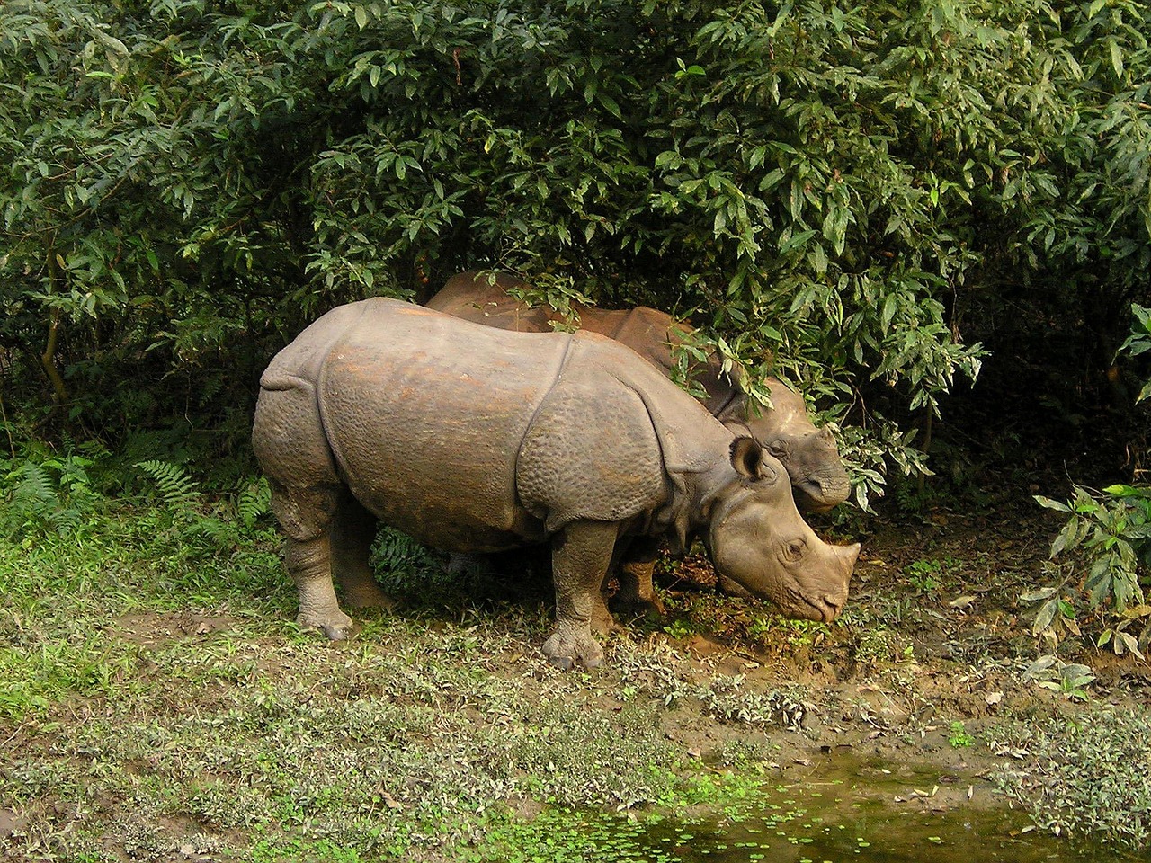 One-horned rhinoceros of the Terai grasslands