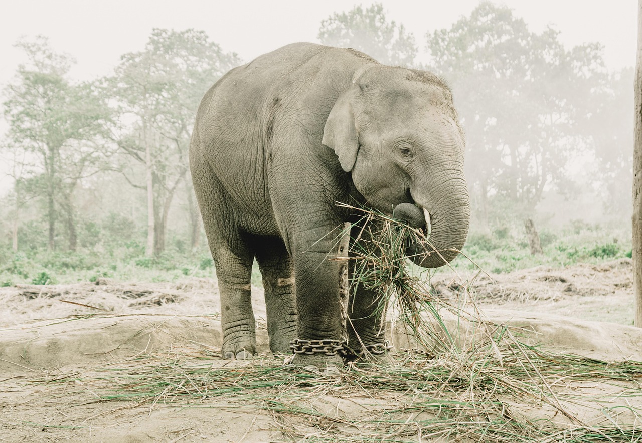 Elephant in Chitwan, the Tharu homeland