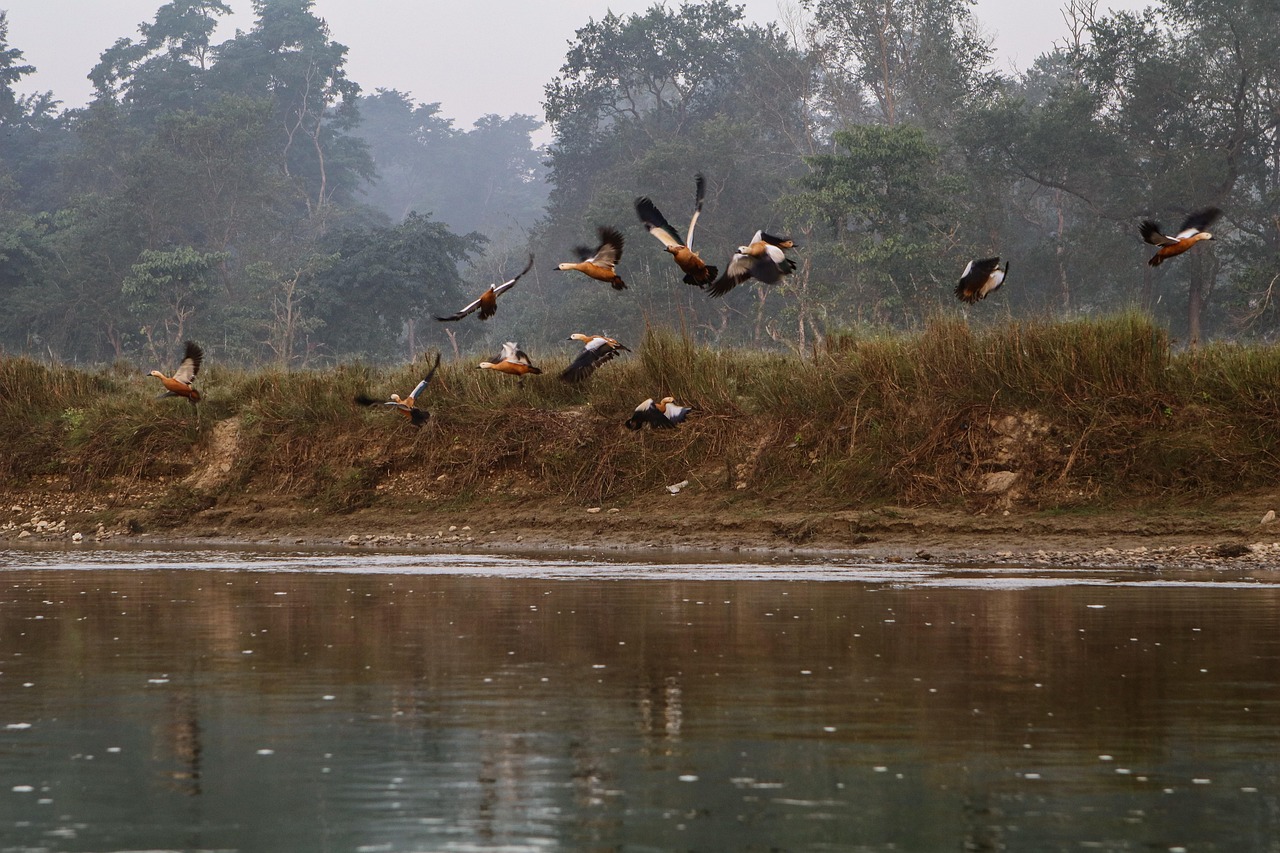 River through the Terai jungle
