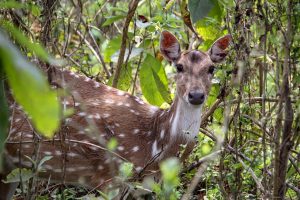 Spotted deer in the Terai forest