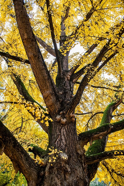 A golden autumn tree shedding its leaves