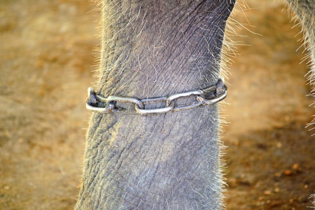 The Chained Elephant