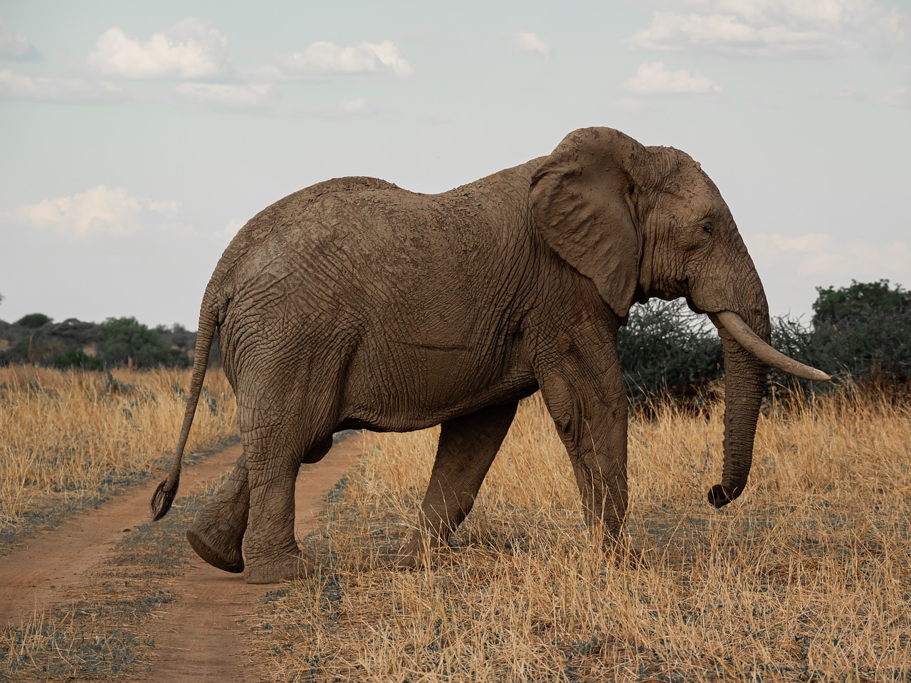 A great elephant walking freely