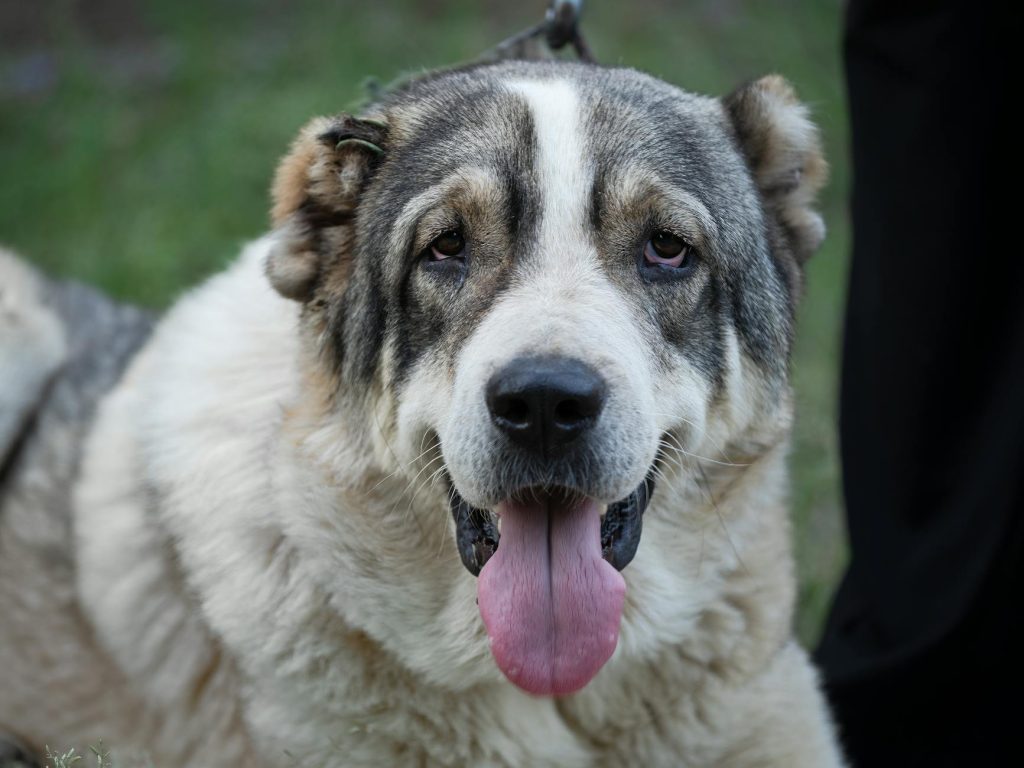 “The Origin of Dogs Goes to Central Asia” News
