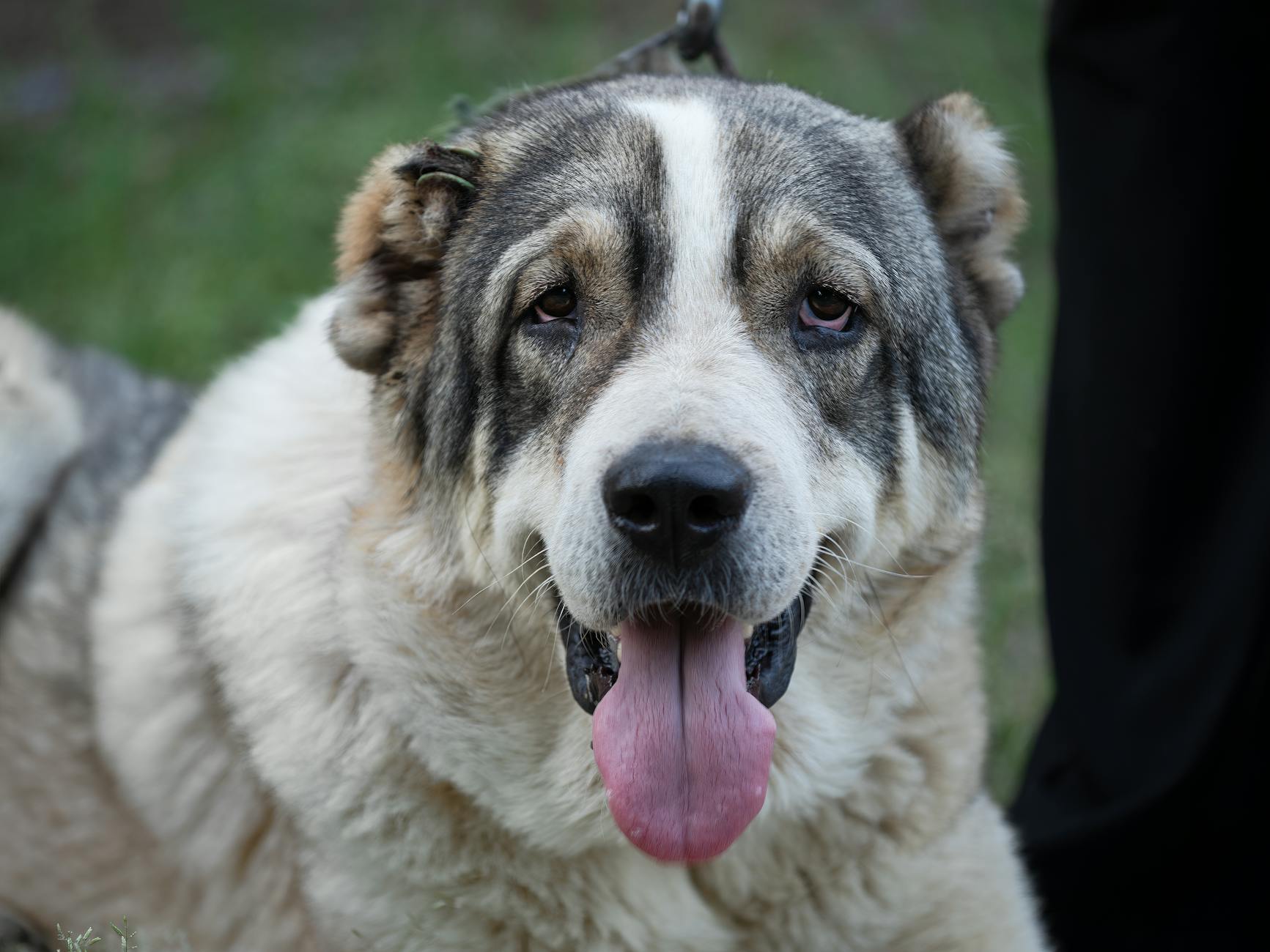 “The Origin of Dogs Goes to Central Asia” News