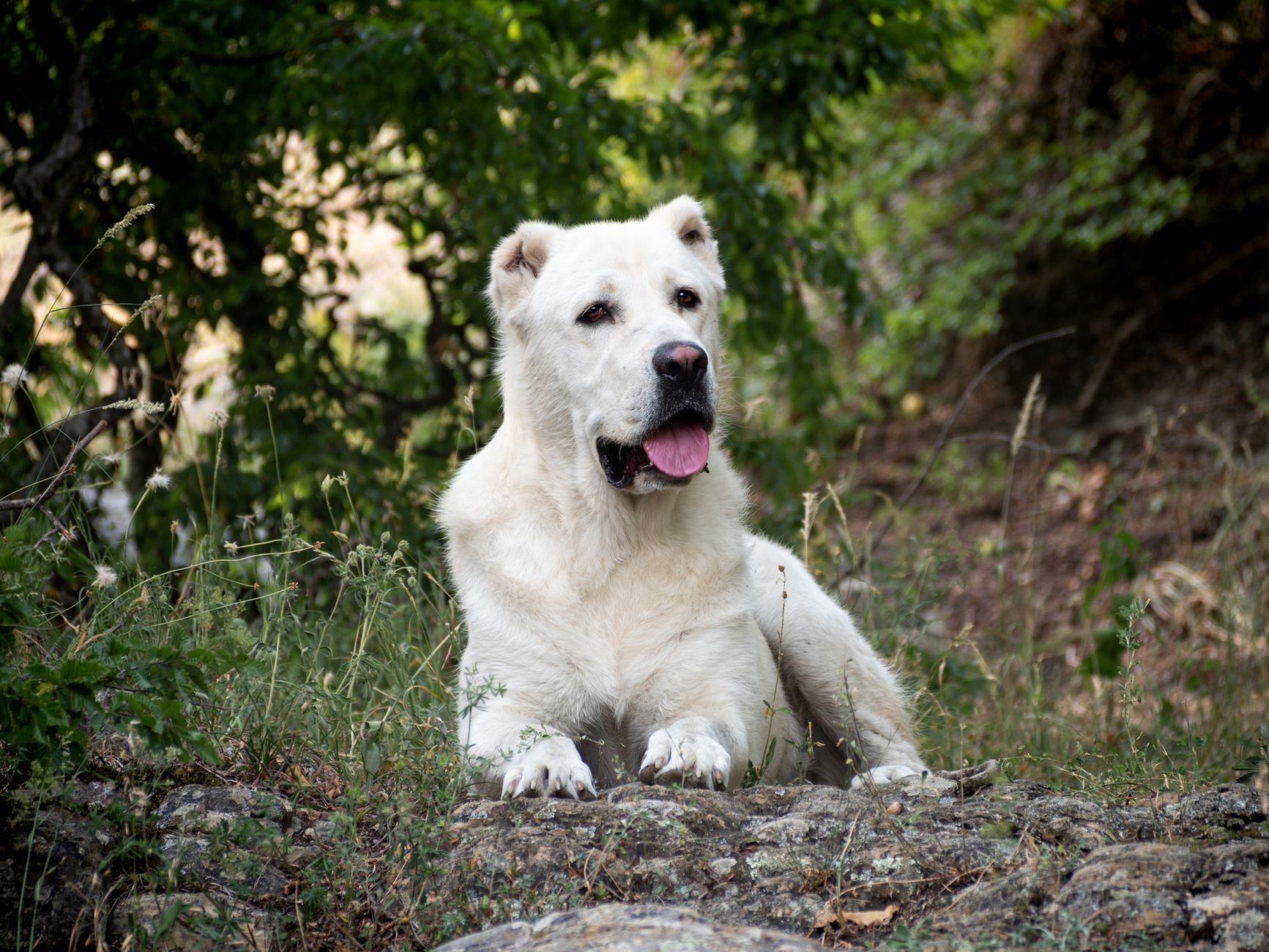 “The Origin of Dogs Goes to Central Asia” News