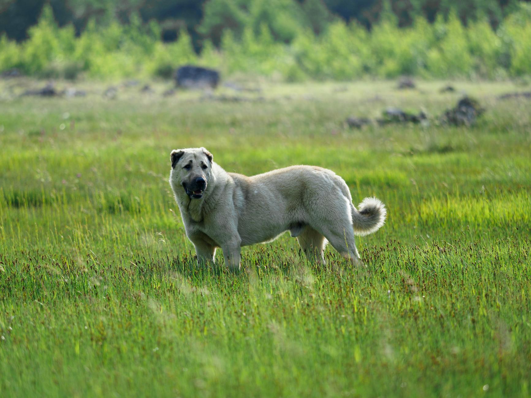 “The Origin of Dogs Goes to Central Asia” News