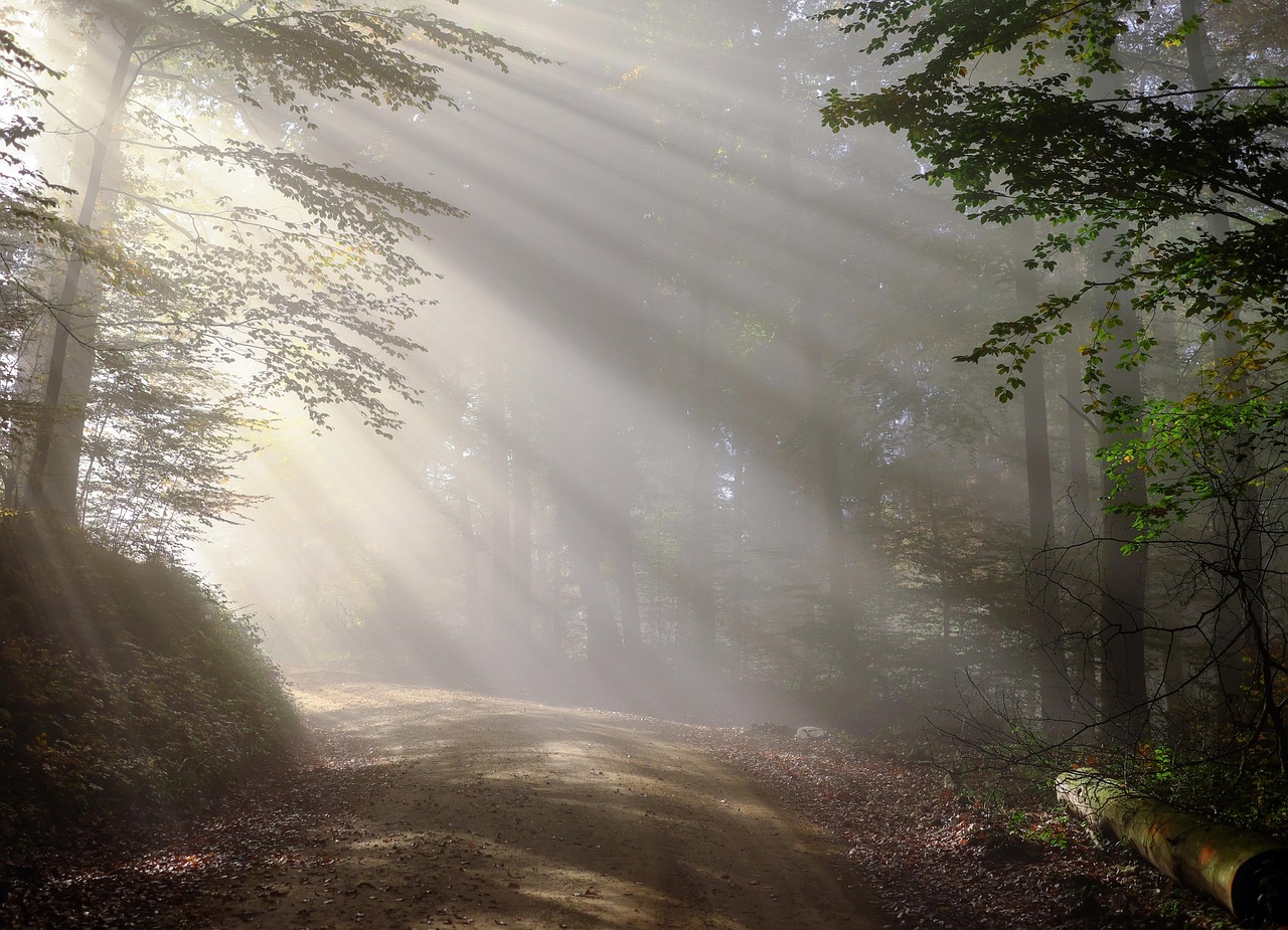 A misty path fading into fog
