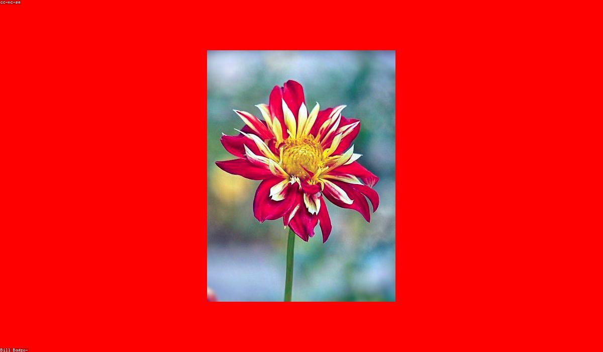 Red and white roses