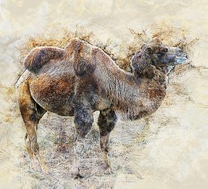 Camel of the Central Asian desert