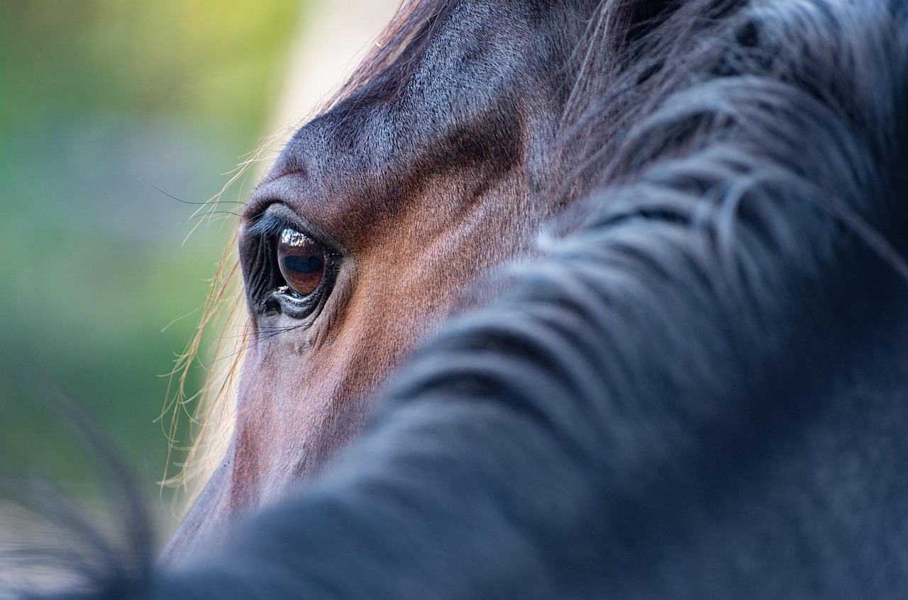 Golden Akhal-Teke horse