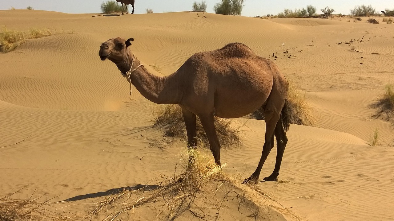 Camels resting in the desert
