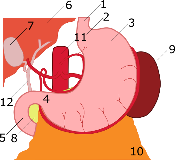 The stomach and its regions, where ulcers can form — Wikimedia Commons (CC BY-SA 3.0)