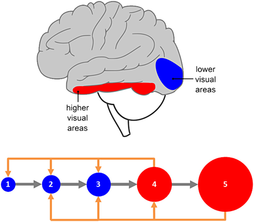 Organization of the visual system