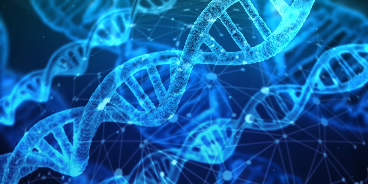 DNA, which B12 helps build