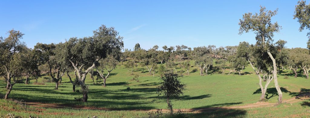 The Almendres Cromlech spread across a gentle Portuguese hillside
