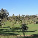 The Almendres Cromlech spread across a gentle Portuguese hillside