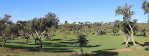 The Almendres Cromlech spread across a gentle Portuguese hillside
