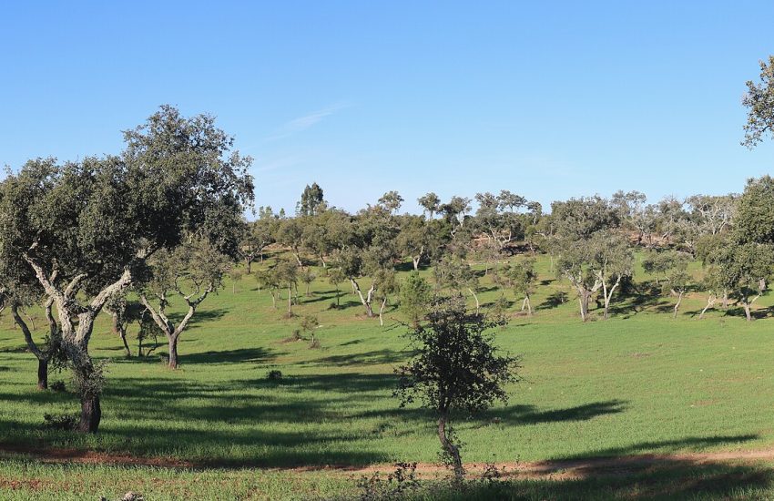 The Almendres Cromlech spread across a gentle Portuguese hillside