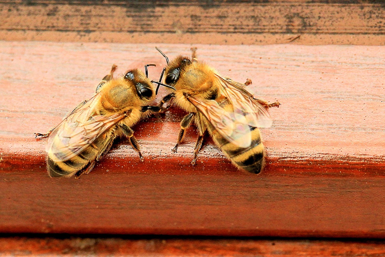 Bees of the Ural forests, tended in the old way