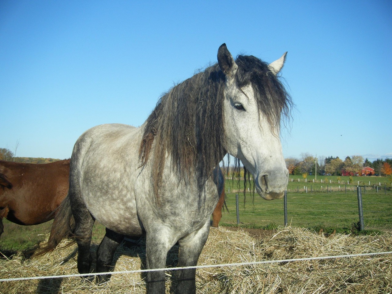 The horse, at the centre of the old Bashkir way of life