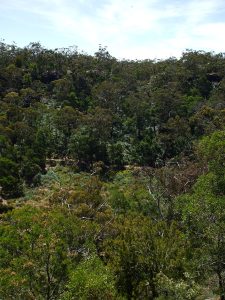 Budj Bim ‐ Mt Eccles National Park, Victoria, Australia