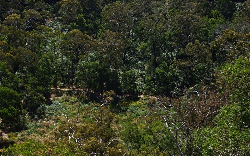 Budj Bim ‐ Mt Eccles National Park, Victoria, Australia