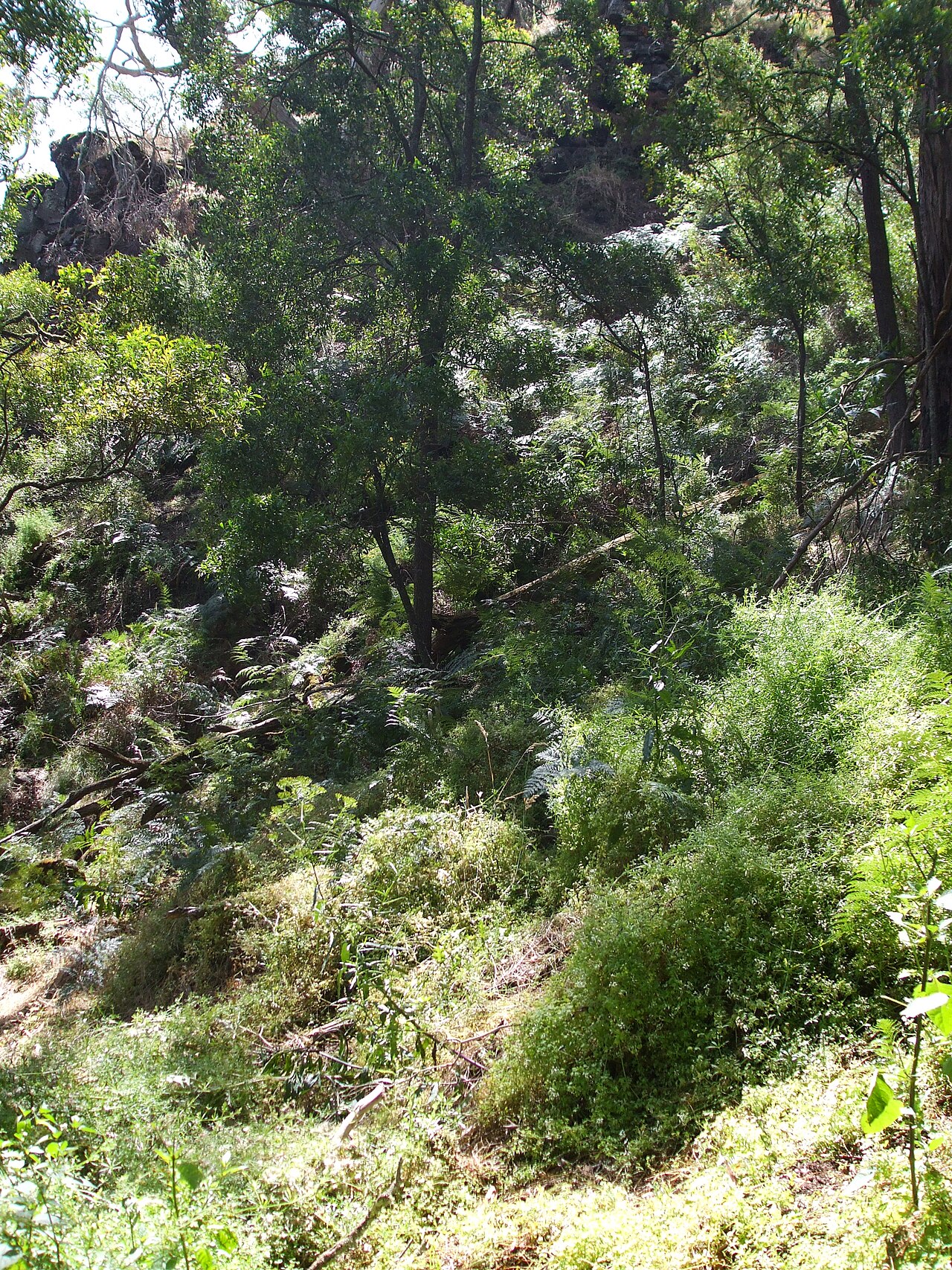 Budj Bim ‐ Mt Eccles National Park, Victoria, Australia