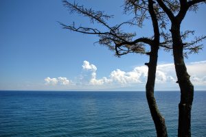 Lake Baikal seen through a larch tree