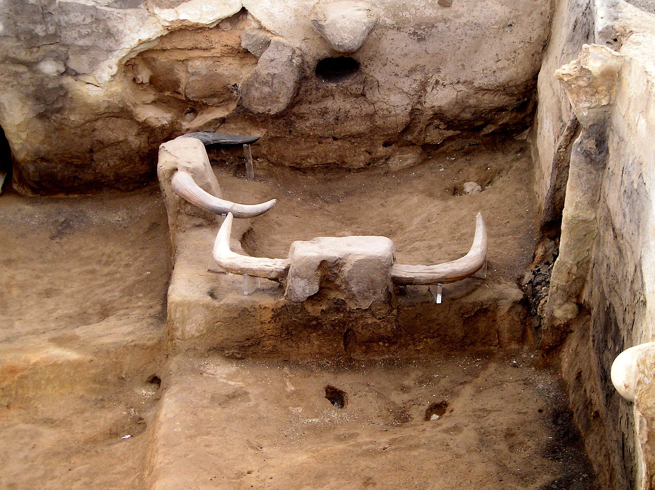 With bulls' horns