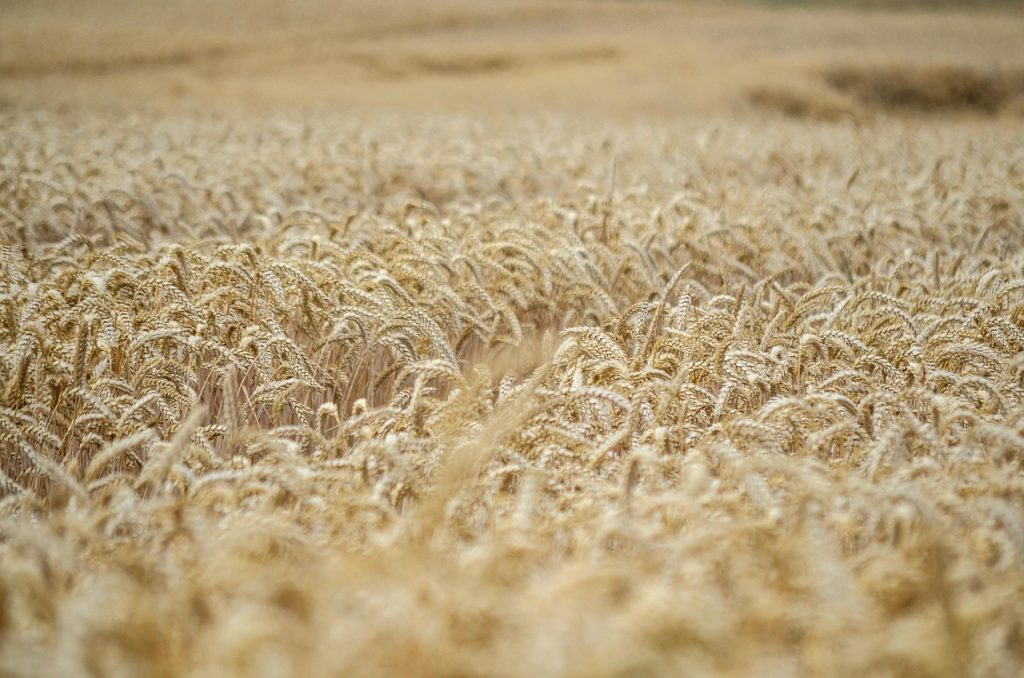 Corn remains central to Cherokee food and ceremony alike.