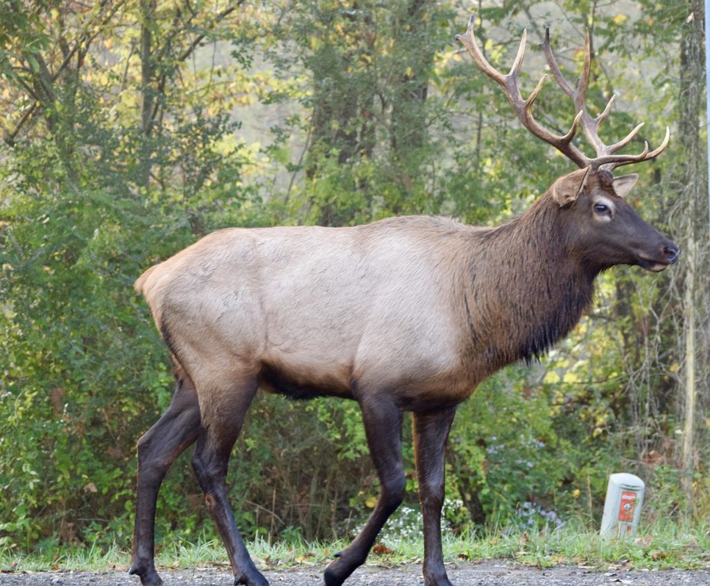 The deer holds an important place in traditional Cherokee story and belief.