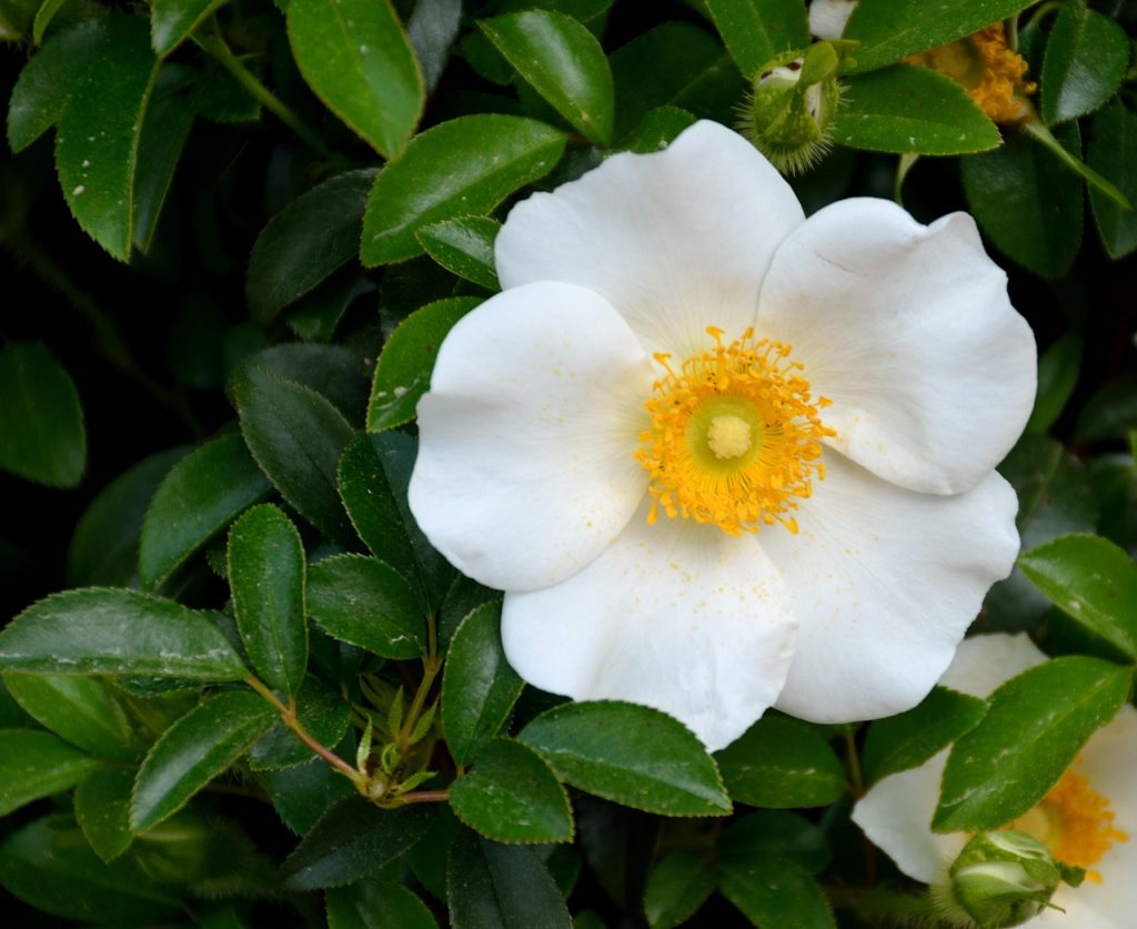 The Cherokee rose is remembered in story as a symbol of survival and sorrow.